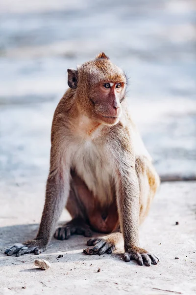 국립 공원에 사는 마코 원숭이입니다. 바위 위에 앉아 있는 불구자 원숭이. — 스톡 사진