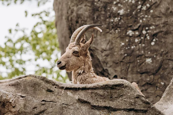 Chèvre de montagne brune couchée sur les rochers — Photo