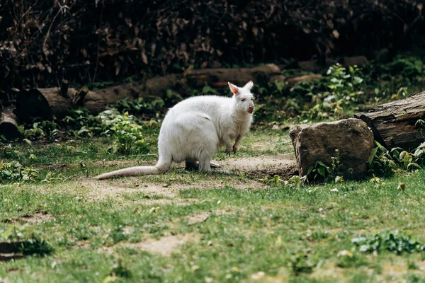 Wallaby albino branco no zoológico — Fotografia de Stock