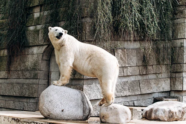 Niedźwiedź polarny w zoo. Wielki biały niedźwiedź. — Zdjęcie stockowe