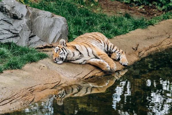 Tigre mentiroso perto da água — Fotografia de Stock