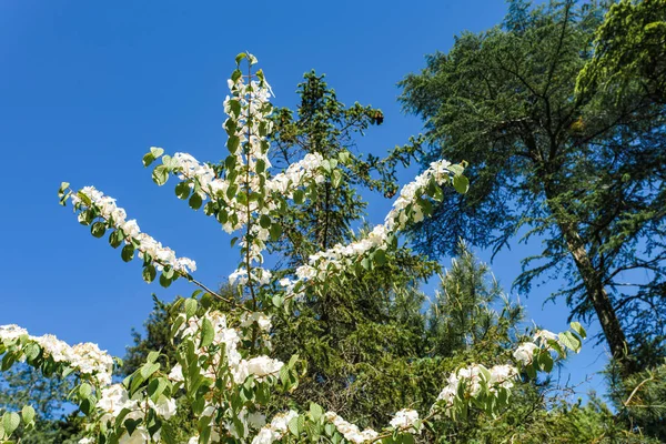 Ramas de viburnum plicatum mariesii floreciente — Foto de Stock