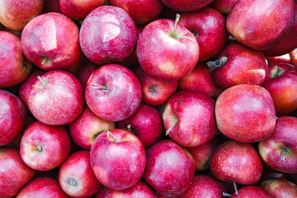 Rode appels achtergrond, vers geplukt smakelijke vruchten — Stockfoto