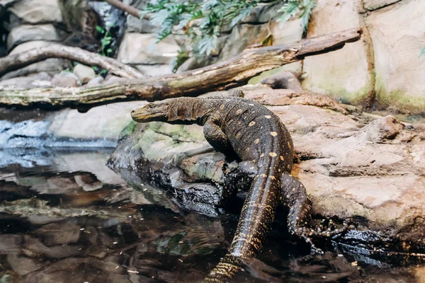 Papuan monitor Lizard climbs out of the water in the national reserve — Stock Photo, Image