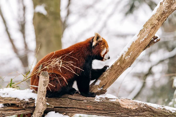 Red Panda si arrampica su un albero in inverno con cespugli verdi sullo sfondo — Foto Stock