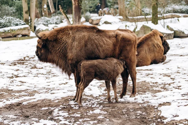 Bison i reserven. Företrädare för vilda europeiska tjurar i vinterskogen. Brun europeisk bisonoxe på vintern — Stockfoto