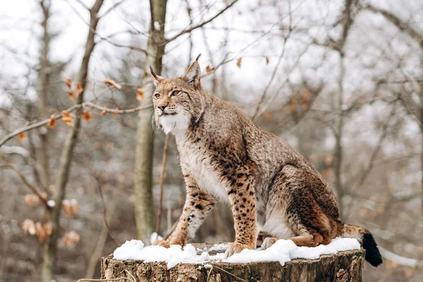 Ο Lynx σκαρφαλώνει σε δέντρα μια ηλιόλουστη χειμωνιάτικη μέρα — Φωτογραφία Αρχείου