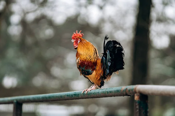Beautiful homemade cock walks in the Park on a winter day. — Stock Photo, Image