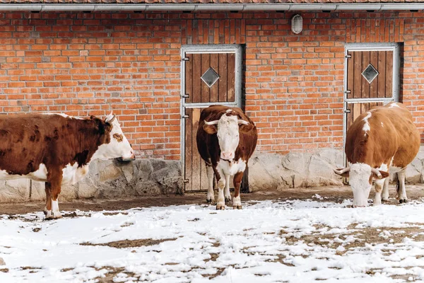 Brązowo-białe krowy przechadzają się zimą w pobliżu budynku gospodarstwa — Zdjęcie stockowe