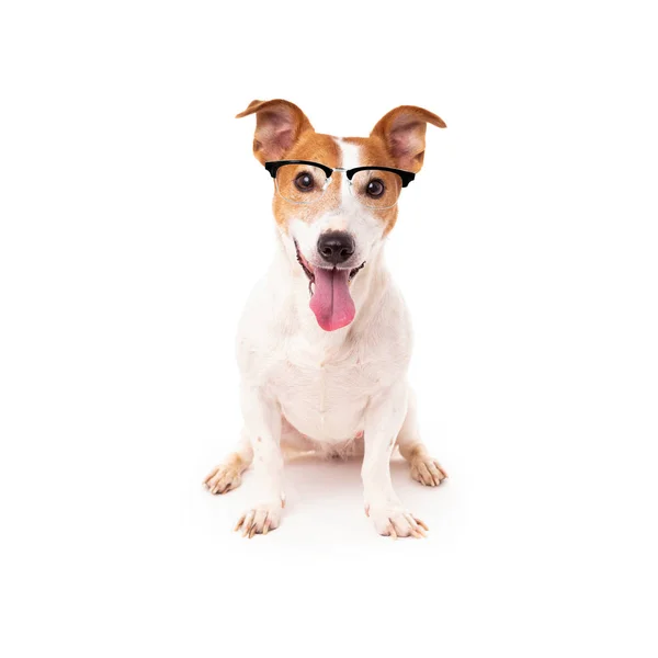जैक रसेल कुत्ता सफेद पृष्ठभूमि पर अलग, पढ़ना पहने हुए — स्टॉक फ़ोटो, इमेज