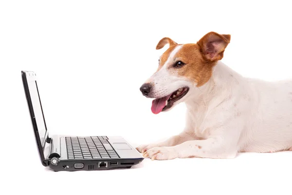 Jack Russell σκυλί χρησιμοποιώντας έναν υπολογιστή και περιήγηση στο διαδίκτυο — Φωτογραφία Αρχείου