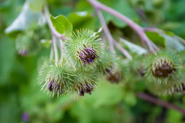 Läkemedel plantage kardborre. Arctium lappa — Stockfoto