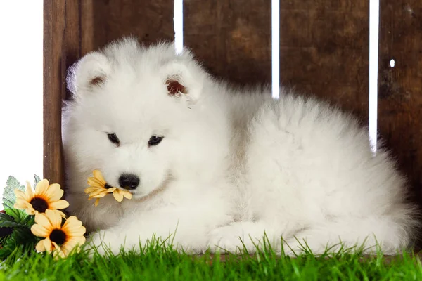 Samoe köpekleri beyazlar üzerinde izole edilmiş. — Stok fotoğraf