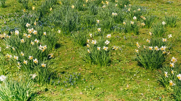 Pole wiosennych żonkili. Zielona łąka z kwiatowymi żonkilami. Obraz Stockowy