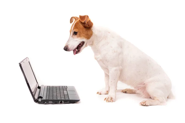 Jack russell dog using a computer and browsing the internet — Stock Photo, Image