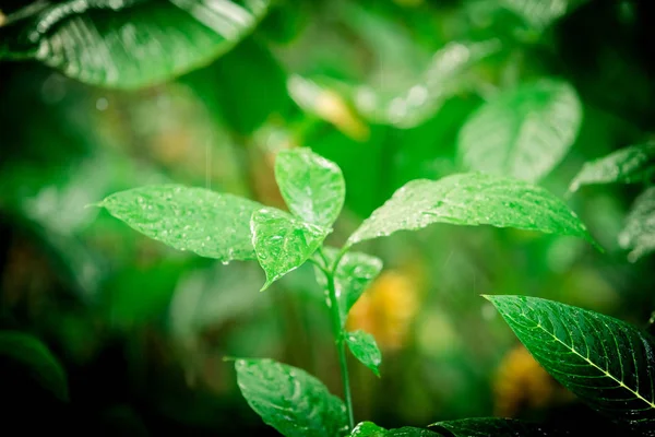Zielony liść tropikalny. tropikalny las deszczowy — Zdjęcie stockowe