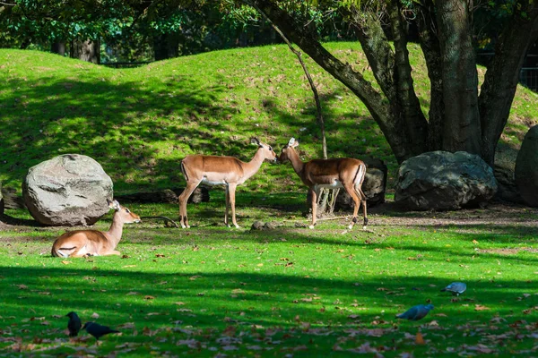 Roe Deer na Floresta. Dois animais selvagens de pé juntos — Fotografia de Stock