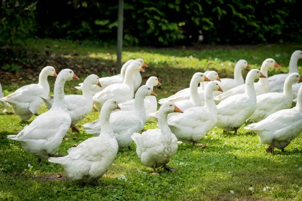 Vita gäss. Gäss i gräset. Tamfågel — Stockfoto