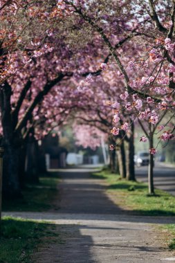 Çiçekli bir elma ağacının dalları. Beyaz bahçede çiçek açan elma ağacı
