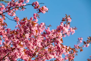 Kiraz çiçekleri dalları. Bahçedeki güzel Sakura.