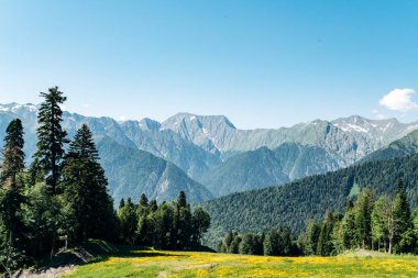 Yeşil orman manzaralı dağların manzarası