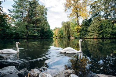 Parktaki bir gölde iki kuğu yüzüyor. Birbirini seven iki kuğu..