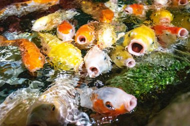 Koi sazan balığı yemek için yarışıyor. Bir sürü sazan balığı.