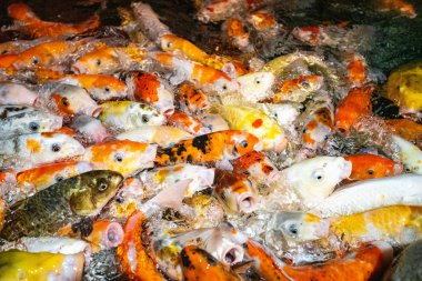 Koi sazan balığı yemek için yarışıyor. Bir sürü sazan balığı.