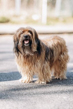 Tibetli teriyer köpeği parkta asfaltta yürüyor.