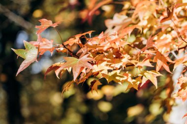 Akçaağaç yapraklarını sonbaharda dallarda bırakır. Akçaağaç dallara yakın çekim yapar.
