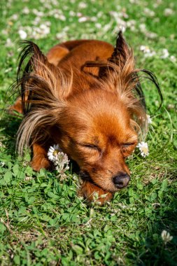 Yeşil çimlerin üzerinde papatyalarla sevimli kırmızı köpek.