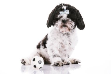 Topla beyaz arka planda bir köpek