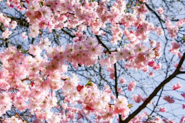 Evin yakınındaki bahçede manolya dalları var. Çiçekli Magnolia ağacı