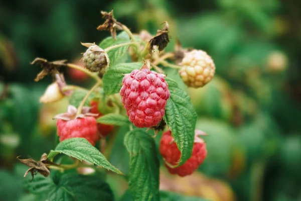 Framboises fraîches sur la branche. Les framboises dans les buissons. Framboises dans le jardin . — Photo