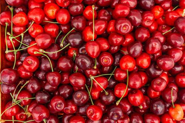 Haufen reifer Kirschen mit Stielen und Blättern. große Sammlung frischer roter Kirschen. reife Kirschen Hintergrund. — Stockfoto