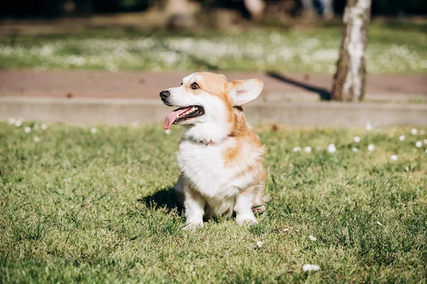 Walesi Corgi Pembroke sétál a parkban egy napsütéses napon — Stock Fotó