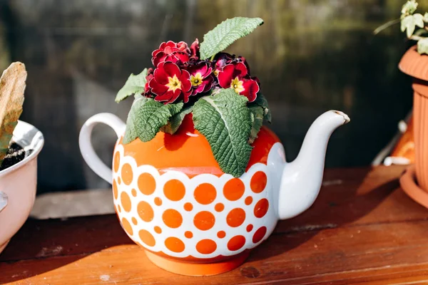 Чайник с цветами первоцвета на подоконнике — стоковое фото