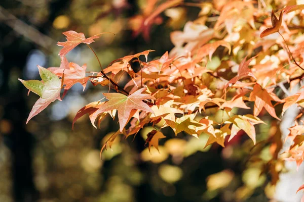 O bordo parte no outono nos ramos. Folhas de bordo close-up nos ramos — Fotografia de Stock