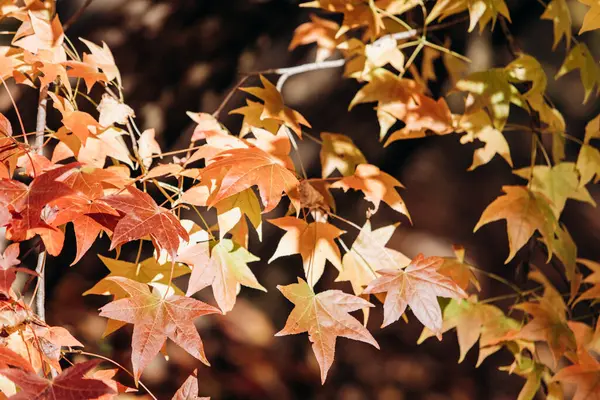 Ahornblätter im Herbst an den Zweigen. Ahornblätter hautnah an den Zweigen — Stockfoto