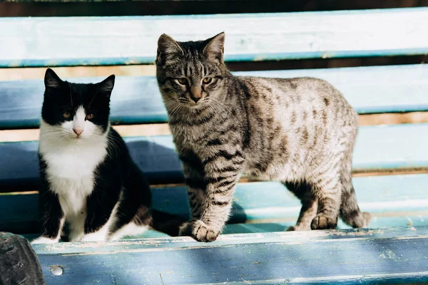 Dois gatos sentam-se em um banco do parque, um cinza e um gato preto e branco — Fotografia de Stock