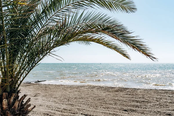 Uitzicht op zee van achter een palmboom. Prachtig uitzicht op zee — Stockfoto