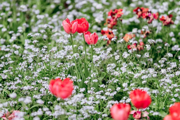 Campo de tulipanes florecientes. Fondos de pantalla de flores. Fondos de pantalla de tulipanes . — Foto de Stock