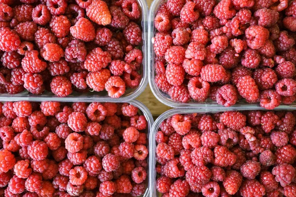 Trays of fresh juicy raspberries for sale at a farmers market. View of the raspberry trays from above — 스톡 사진