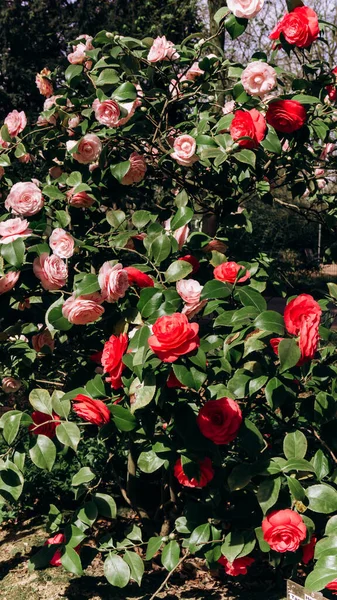Japon kamelyası çalıların üzerinde çiçek açıyor. Güzel kamelya çiçekleri. Dallarda kamelya çiçekleri