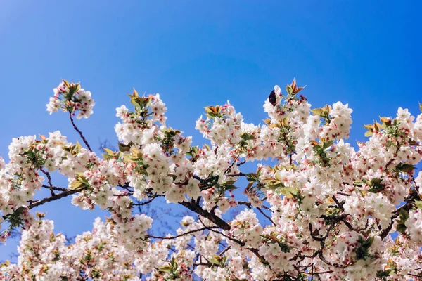 Flores de maçã na primavera no fundo de céu. Flores de maçã bonitas . — Fotografia de Stock