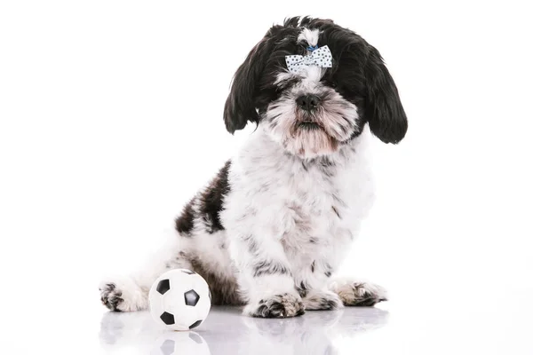 Hond op een witte achtergrond met een bal — Stockfoto