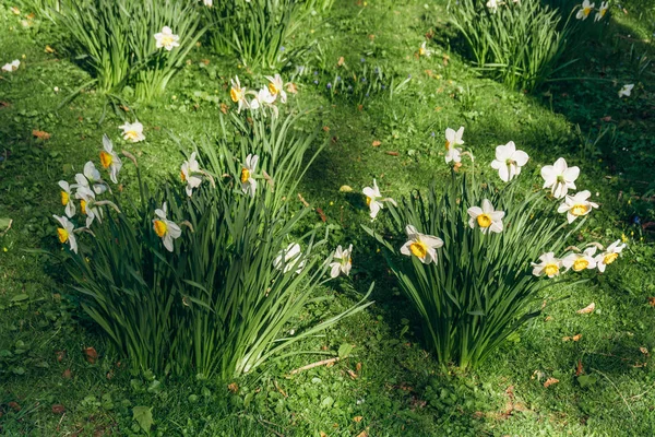 春の水仙の畑。開花水仙と緑の牧草地。黄色と白の水仙 — ストック写真