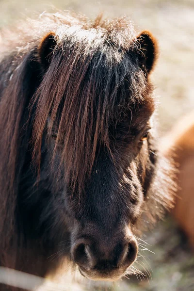 Shetland Pony pastando en un prado verde. Los ponis caminan sobre un claro verde. Un pony con una melena grande . —  Fotos de Stock