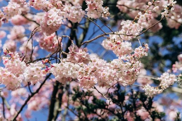 Flowering branches of cherry blossoms against a beautiful blue sky. — Stock Photo, Image