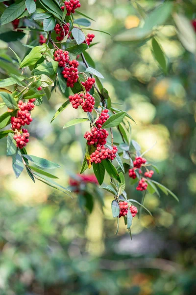 Common red elderberry, red-berried elder berries on the branch in the garden. Red elder on the branches in the garden. Red elder on the branches close up — Stock Photo, Image